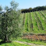 Chianti walking tour