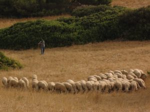 Cilento landscapes